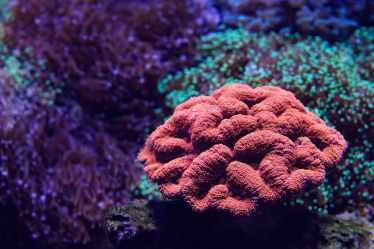 LPS Corals