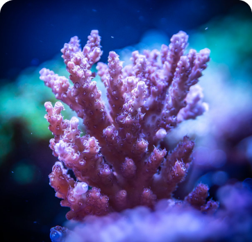 Soft Corals