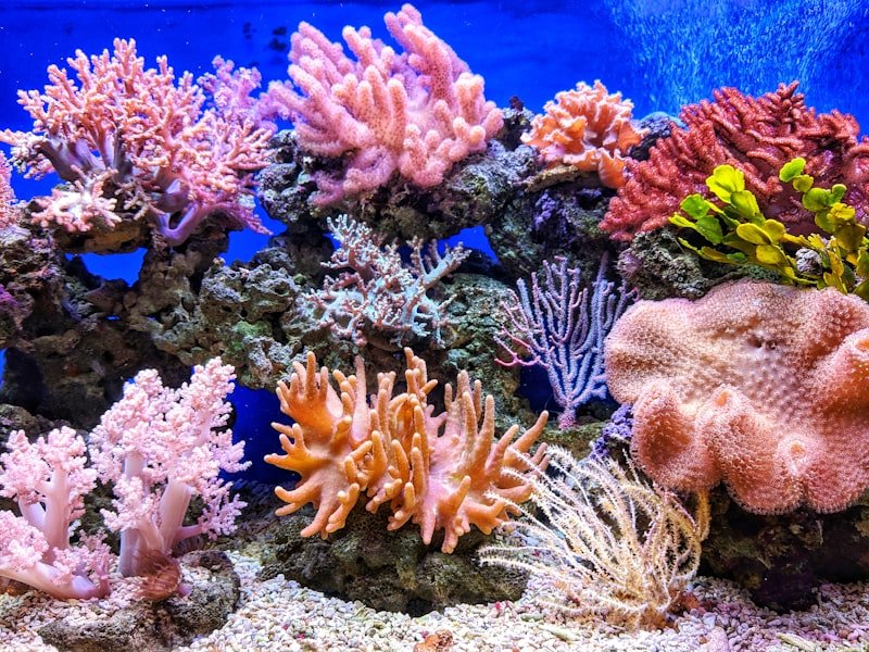 Beginner's Guide to Soft Corals