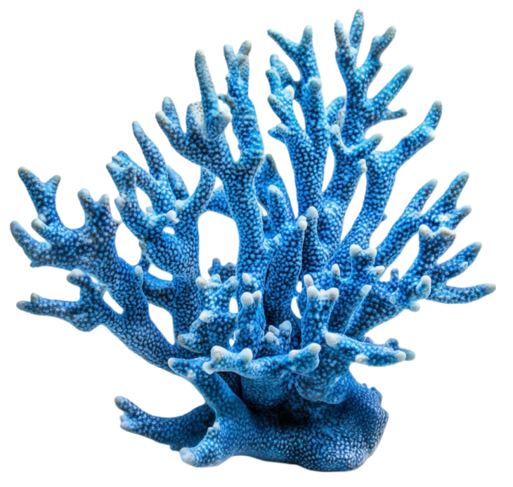 Reefology Healthy Corals Header Design